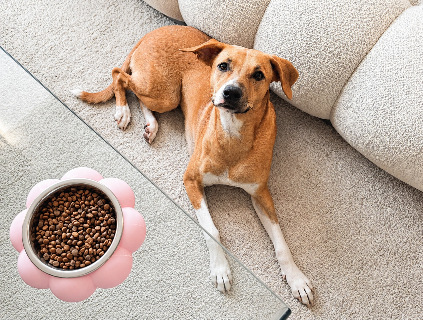 Gamelle Bulle